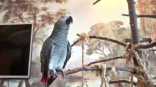 ✅ ВОТ ЧТО ВЫДАЛА НАМ  ПЕТРУНЯ 🤣 ЖАКО ПЕТРУНЯ 🐦FUNNY PARROT ZHAKO PETRUNYA 🔥