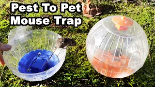 Pest to Pet 3D Printed Exercise Ball Mouse Trap. Mousetrap Monday