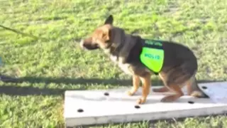 Detection Dog Training VITO K - 9  ( 2015 )