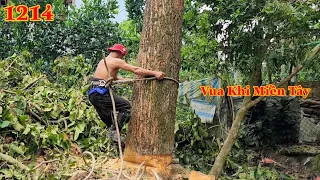 Full : Vua Khỉ cưa mở miệng cây sắp ngã rồi nhưng vẫn phải leo lên lại để làm gì ? Cutting tree