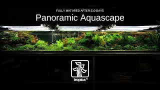 HUGE Panoramic Aquascape -  210 Day Update