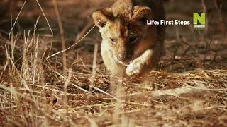 Жизнь первые шаги. Смотри на Viasat Nature HD