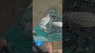 Шардара рыбалка.Президентский парк 24-25 июль
