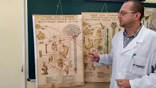 Лекція.  Вегетативна нервова система.  ЗДМК.  ua