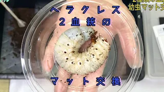 孵化して4ヶ月半のカブトムシの幼虫は何グラムになるのか⁉️