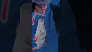 Окунь на балансир рапала#fishing #shorts