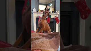 Vizsla arguing with mom