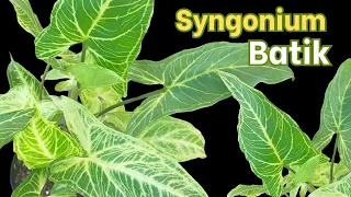 Syngonium Batik - Basic Introduction
