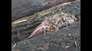 Puss Moth Cerura vinula constructing cocoon 11 July 2021