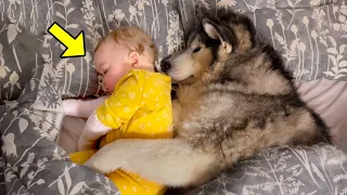 Dog Won't Let Baby Sleep Alone. Mum Finds Out Why and Calls The Cops!