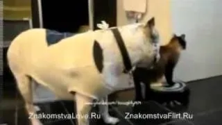 bossy cat on hoover vs dog (move bitch - ludacris)