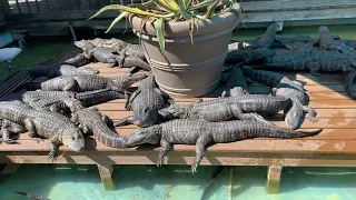 Alligator world🐊🐊🐊🐊