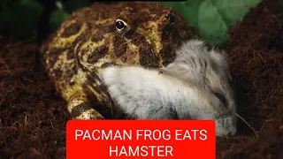 Savage pacman frog eats hamster (WARNING LIVE FEEDING)