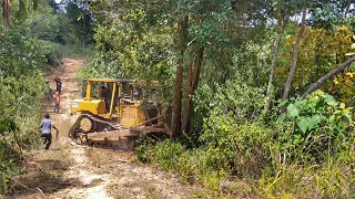 Amazing! CAT D6R XL Bulldozer Takes Down Large Trees For New Road Construction In The Mountains