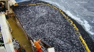 Amazing Big Catch Fishing Skill, Net Fishing in The Sea