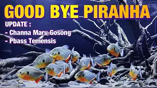 GOOD BYE PIRANHA CARIBA & CHANNA MARU GOSONG - GALLERY IKAN PREDATOR