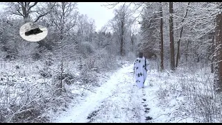 Hunting wild boar in the winter time. Red stag killed by wolves