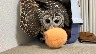 Owl rescues stuffed animal