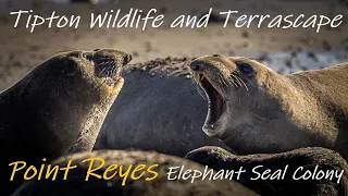 Point Reyes Elephant Seals 1/21/23 4K/60fps
