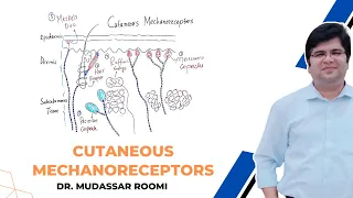 Cutaneous Mechanoreceptors | Tactile Receptors of the Skin | Neuroscience | Neurophysiology