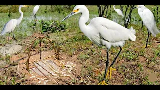 বক এবং ডাহুক ধরার দারুন ফাঁদ | Making Birds Trap Using Bamboo Vary Easy 2020 New Trap