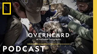 A Mexican Wolf Pup’s Journey into the Wild | Podcast | Overheard at National Geographic
