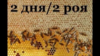 Как я ловлю пчёл в лесу . Поймали очередные рои . | НАЕДИНЕ С ПРИРОДОЙ