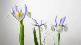 Iris flower blooming - 4k timelapse - quarantine time