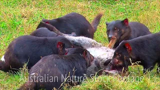 Australian Animal Nature Stock Footage