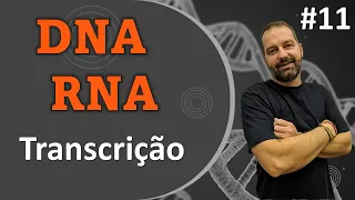 A produção de RNA a partir do DNA (Esquema animado)