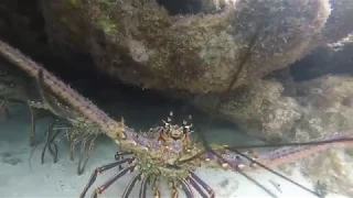 Caribbean Spiny Lobster in Placencia, Belize