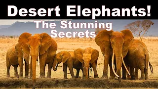 The Stunning Secrets of Desert Elephants!  So Interesting to Know Elephants' Life! So Surprising!