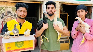 5 O SHAMO’s Chicks || GFB Homebreed going new Home || Vlog #8 || Happy Customer Review ||