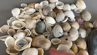 Let's Make a Seashell Wind Chime