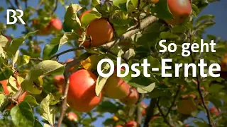 Ernte beim Obst-Bauer Roland Heldrich  | Schwaben & Altbayern | Landwirtschaft | BR