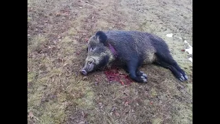 Wild Boar Driven Hunt in Romania, Battue aux Sangliers en Roumanie,Schwarzwild Treibjagd in Rumänien