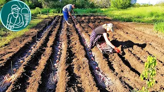 🏆 Record harvest without hilling 🥔 4 times more 🌱 Planting Bellarosa potatoes