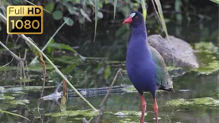 Birds of Kruger National Park - Part 6