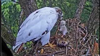 Angel The Leucistic Red-Tailed Hawk: Finally, Food Arrives. Well Done, Angel! 5 May 2023