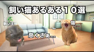 【猫ミーム】飼い猫あるある 10選をまとめてみました