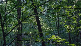 What makes Fernbank Forest so unique?