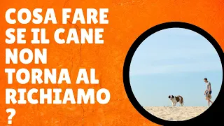 Cosa fare se il cane non torna al richiamo?|Affinitydog