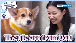 🤣They learn by watching you🤣 [Dogs are incredible : EP.181-2] | KBS WORLD TV 230808