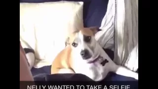 Dog takes selfie - Vine