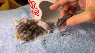 Hamster babies growing up [DAY 0-30]