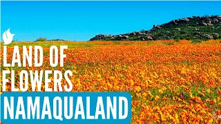 Land of Flowers | NAMAQUALAND, SOUTH AFRICA