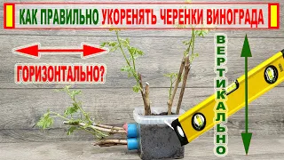 🍇 ВЕРТИКАЛЬНО или ГОРИЗОНТАЛЬНО? Никогда НЕ УКОРЕНЯЙ ТАК черенки винограда. Вот ЧТО из этого ВЫШЛО.