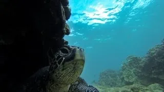 Freediving with Sea Turtles Gopro Hero 3 Black Edition