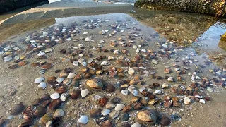 A Cong caught the clam tide in the sea, and nest after nest of clams were found to be soft.