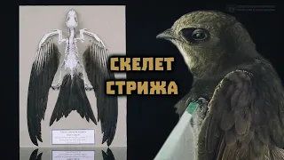 Скелет стрижа. Изготовление и обзор самых интересных особенностей строения. // Clever Cricket